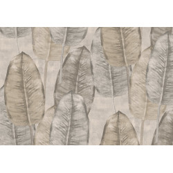 Tahiti Rubber Tree TA25080